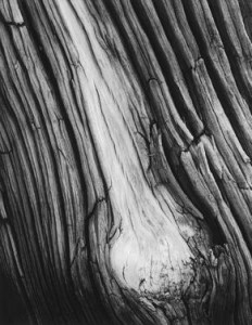 imagen de Detail, Junniper Wood, Sierra Nevada, 1936, Ansel Adams
